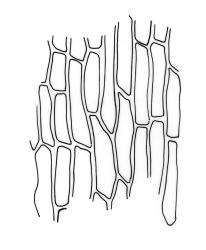 Orthotrichum cupulatum, basal laminal cells.
 Image: R.C. Wagstaff © All rights reserved. Redrawn with permission from Lewinsky (1984). 